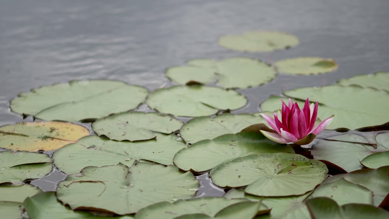Nenúfar rosa en un estanque