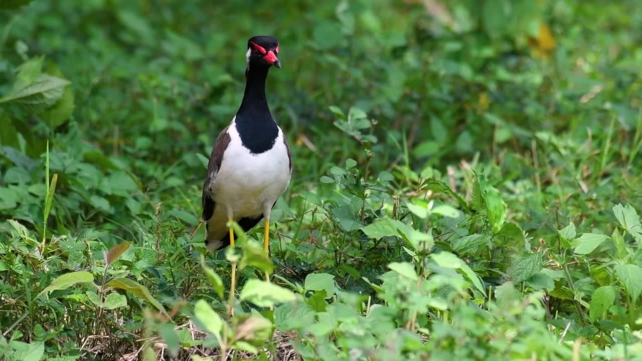 el avefría de barbas rojas es una de las aves más comunes de tailandia