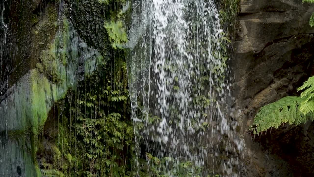 cámara lenta: cerca de una cascada tropical en el exuberante bosque nativo de nueva zelanda
