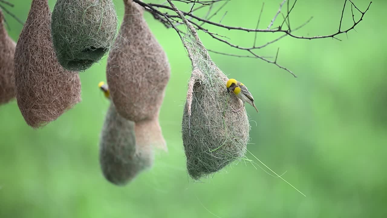Male baya weaver weaving nest displayed beautifully in wide perspective