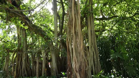 a serene walkway flanked by towering banyan trees