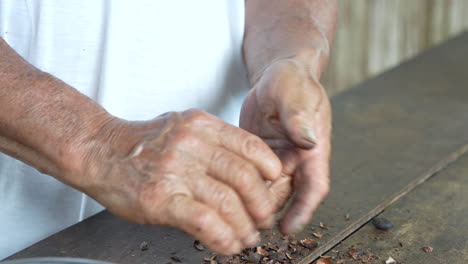 old man hands choosing the cacao seeds in the jungle in ecuador