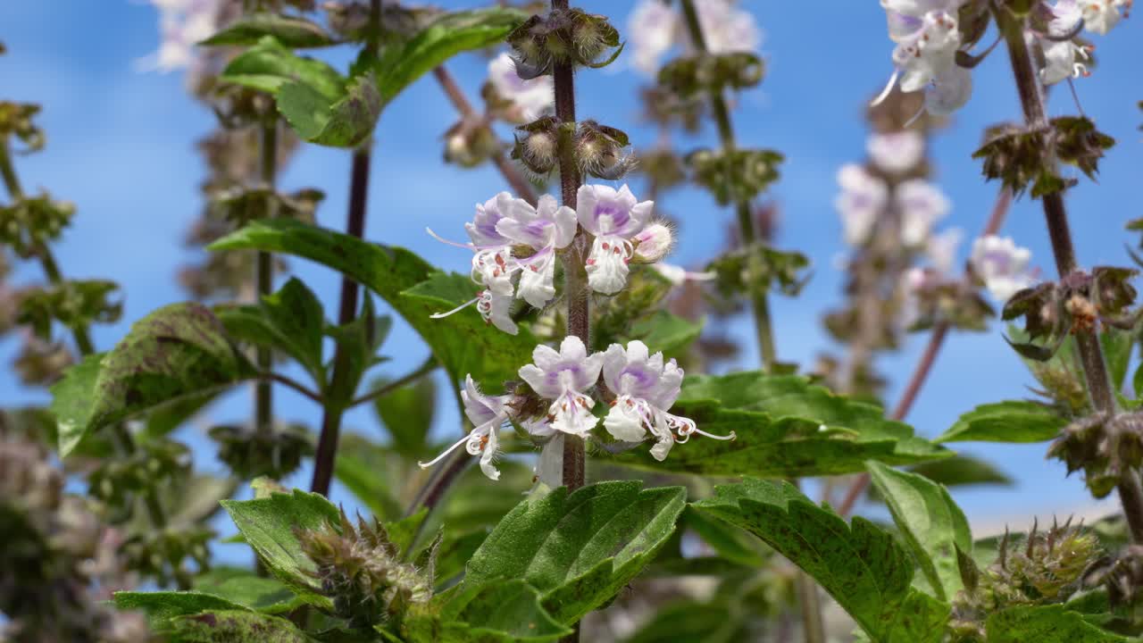 Australian Native Bee Flying Around Flowers - Close Up