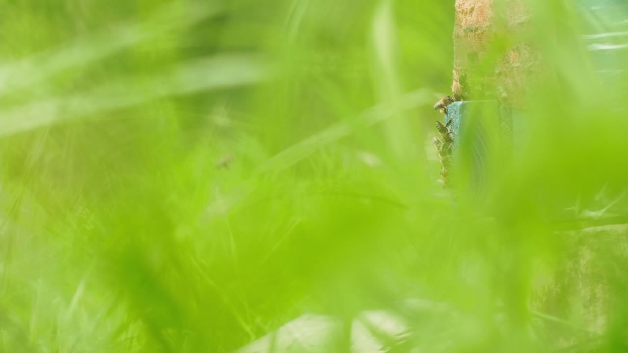Ants working on a brick in the grass