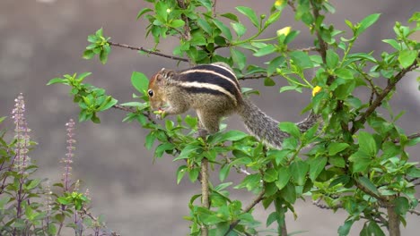 Süßes-Kleines-Indisches-Palmeneichhörnchen,-Das-Früchte-Und-Blätter-Auf-Einer-Pflanze-Isst