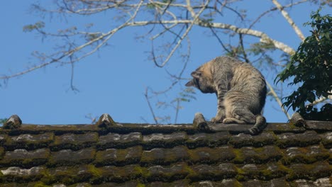 cat cleaning its body on the roof