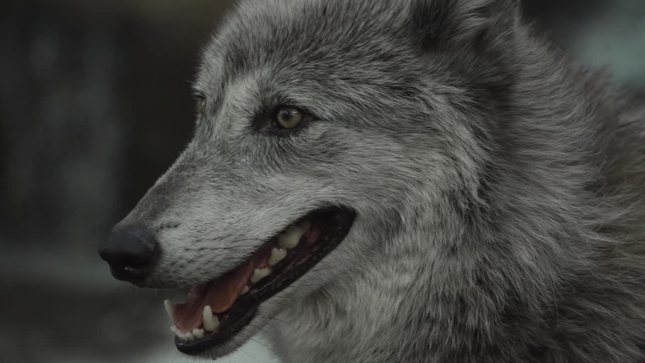 An intense close-up of a gray wolf's face captures its golden eyes, sharp teeth, and dense fur in striking detail, blending beauty with wild instinct.