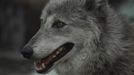 an intense close-up of a gray wolf's face captures its golden eyes, sharp teeth, and dense fur in striking detail, blending beauty with wild instinct.