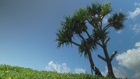 a tall tree stretches upward, its branches reaching toward the bright sky, creating a striking contrast against the blue backdrop.