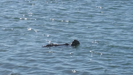 cute sea otter cracking a shelled fish and eating off its belly