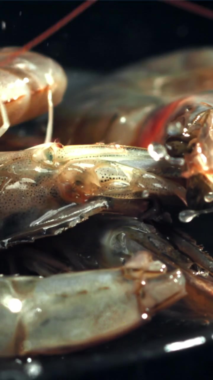 Fresh Shrimp Falling and Splashing into Water in Slow Motion