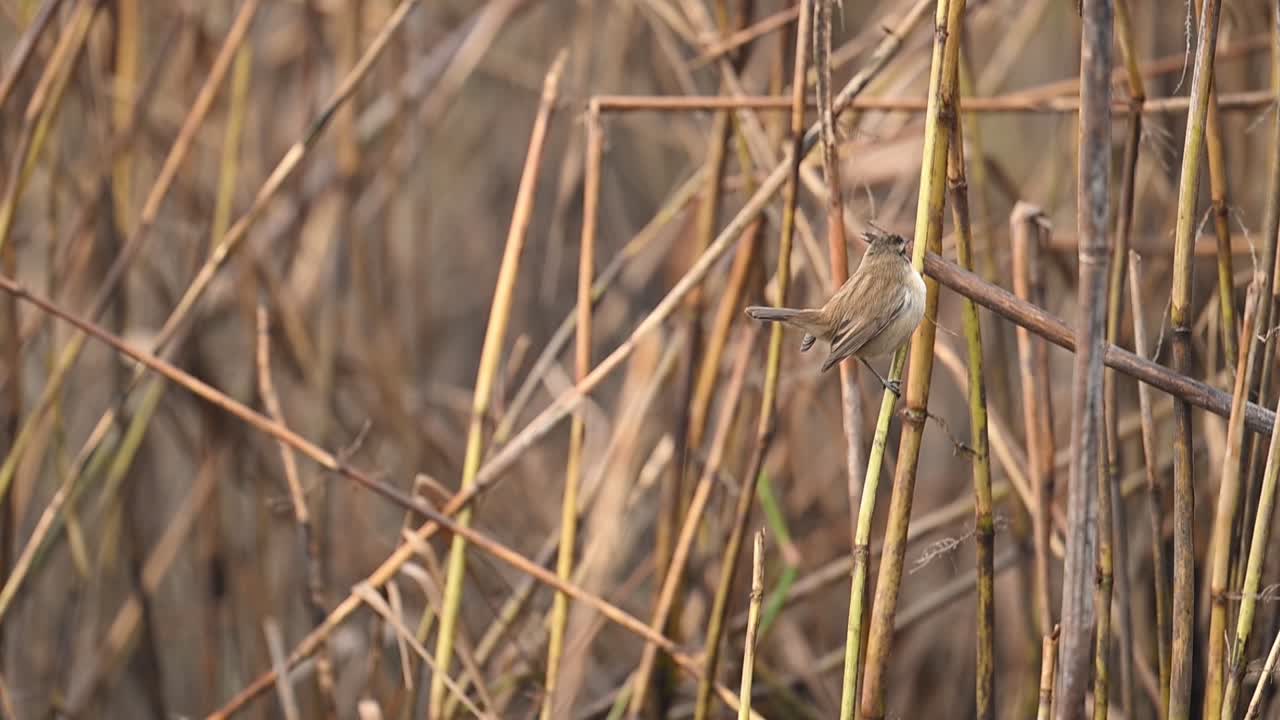 En rastløs Skægmejse er fanget i en kontinuerlig bevægelsessekvens, der behændigt navigerer i et tæt, lodret rørskovslandskab.