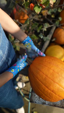 una mujer recogiendo una calabaza.