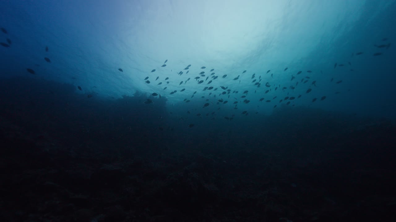 A cinematic underwater scene showing a silhouetted school of reef fish swimming through soft blue tropical waters with the gradient light fading from turquoise into darkness to create mystery