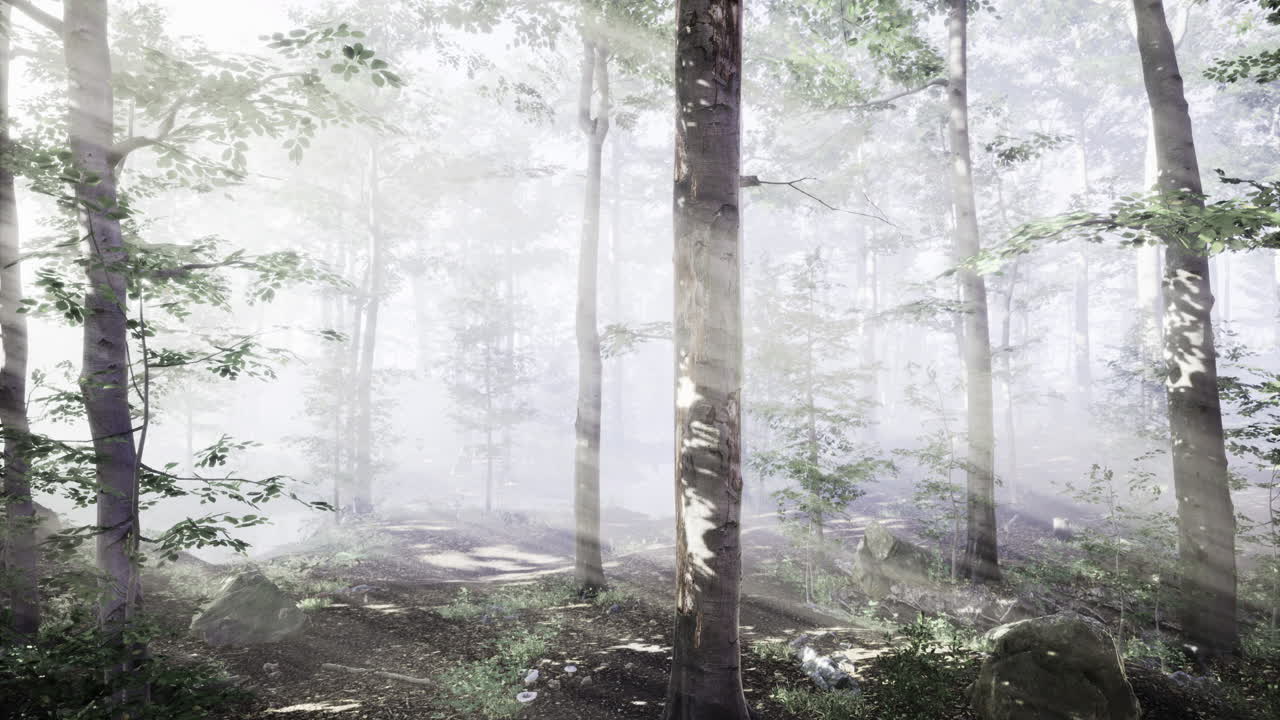 Misty forest landscape with soft light creating a tranquil atmosphere