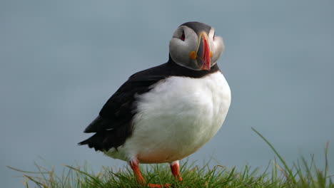 wild atlantic puffin seabird in the auk family in iceland.