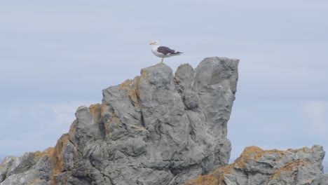 an adult black-backed seagull standing high on a rock