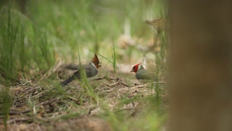 Joven-Cardenal-De-Cresta-Roja-Siendo-Alimentado-Por-Su-Padre-En-El-Suelo-Del-Bosque,-Teleobjetivo