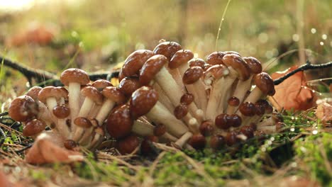 armillaria mushrooms of honey agaric in a sunny forest in the rain.