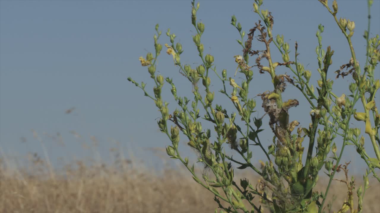 dry desert rocky grassland landscape. weeds blowing in the breeze