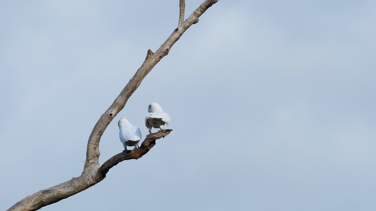 Two cockatoos perched on a branch take flight against a clear sky, captured in a serene natural setting