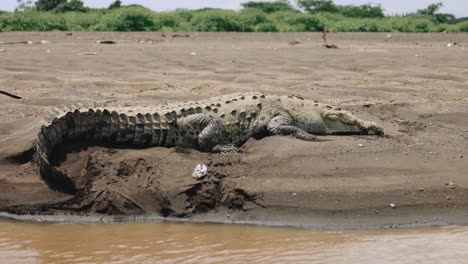 Krokodil-Reptilien-Tour,-Costa-Rica-Jungle-River-Wildlife-Naturschutzgebiet