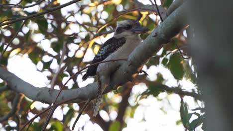 美麗的野生動物拍攝捕捉一個野生笑的 kookaburra, dacelo novaeguineae 坐落在樹枝上在日落的綠葉黃金時間,溫納姆,昆士蘭,手持的近距離動作