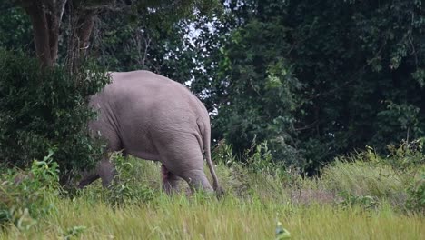 Indian-Elephant,-Elephas-maximus-indicus,-Khao-Yai-National-Park,-Thailand