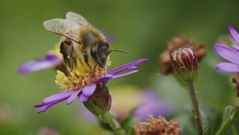 honeybee, apis, on beautiful purple european michaelmas daisy, aster amellus