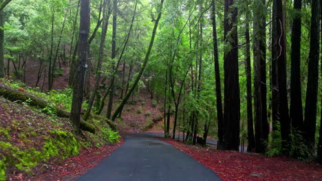 el camino del backcountry serpentea a través de los bosques rurales de california.