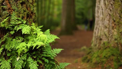 close-up of ferns on a tree trunk