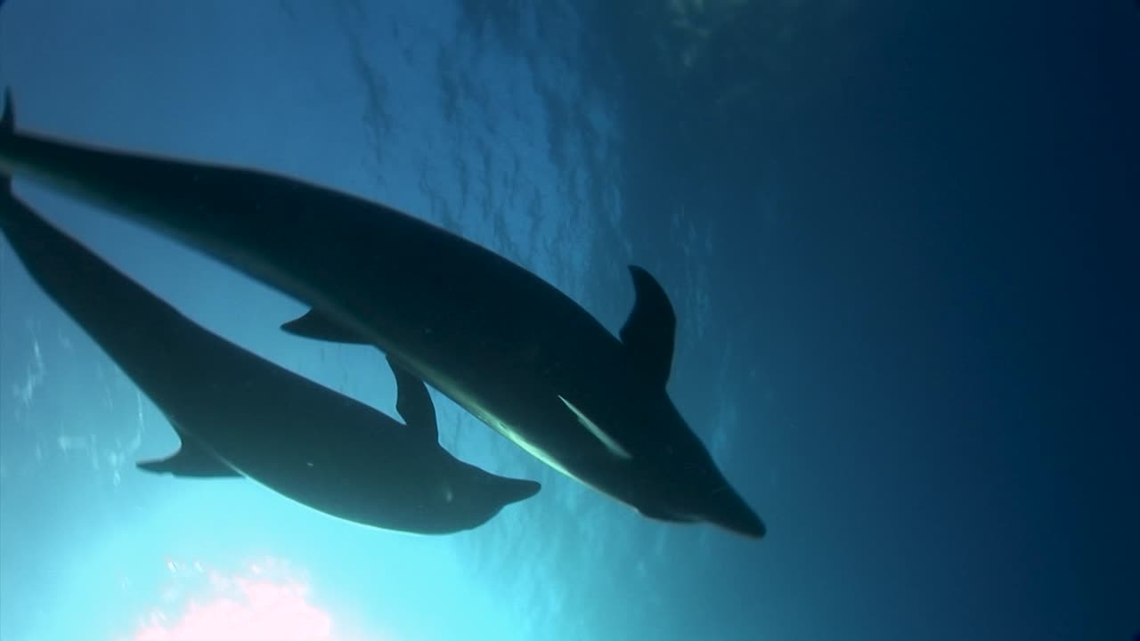 Bottlenose dolphins, tursiops truncatus  in clear blue water of the south pacific ocean come down from the surface and look into the camera. Backlight shot.