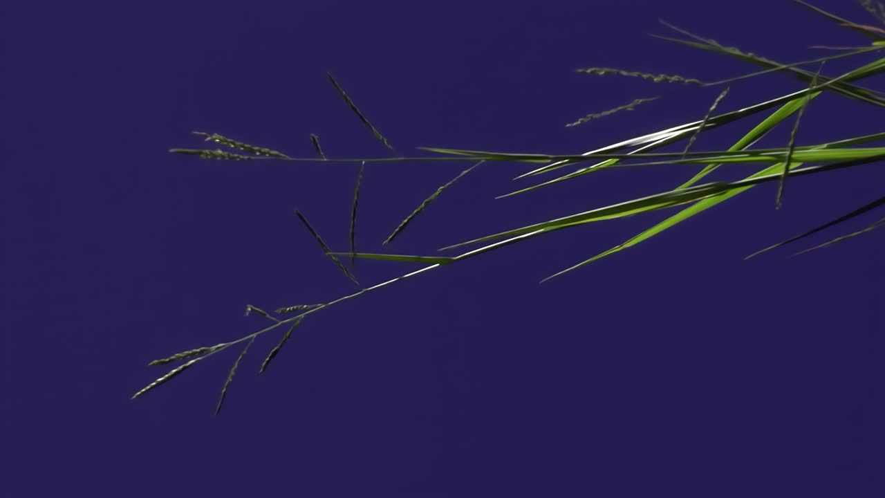 파란 스크린 배경으로 지상 식물