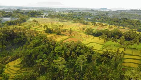 Bellas-Imágenes-Cinematográficas-De-Ubud,-Bali-Drone-Con-Exótica-Terraza-De-Arroz,-Pequeñas-Granjas-Y-Plantaciones-Agroforestales