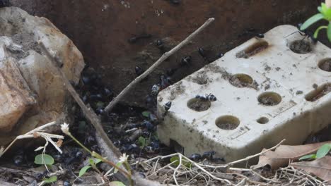 black ants finding food