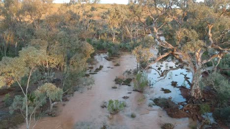 Drone-flying-up-over-trees-in-a-flooded-creek-with-birds-flying-past