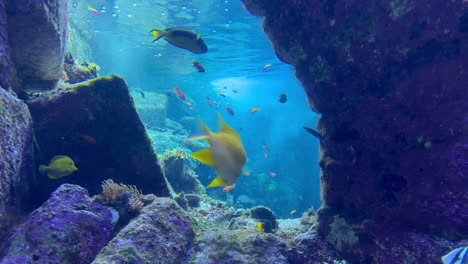 Exotic-fish-looking-into-the-camera-and-swimming-close-by