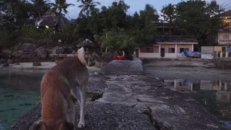 street dog walks over a stone pier at the beach in cebu island