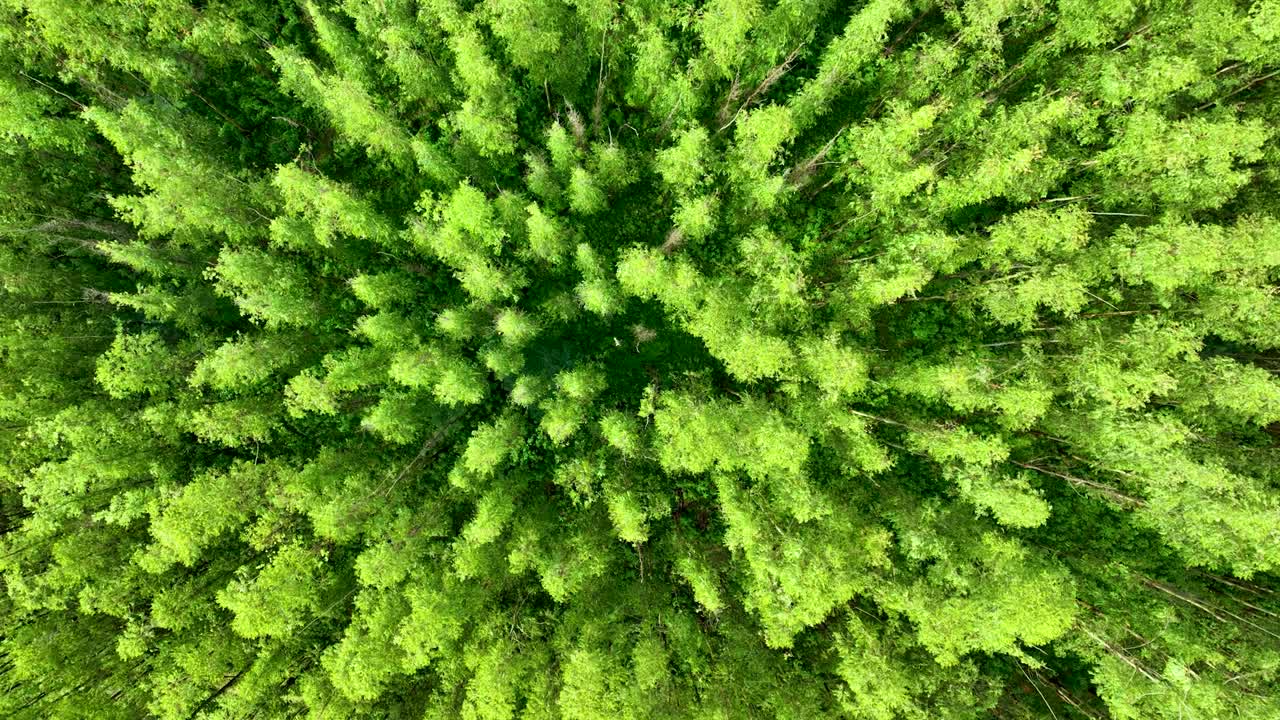 vista de arriba hacia abajo del bosque de eucalipto girando.