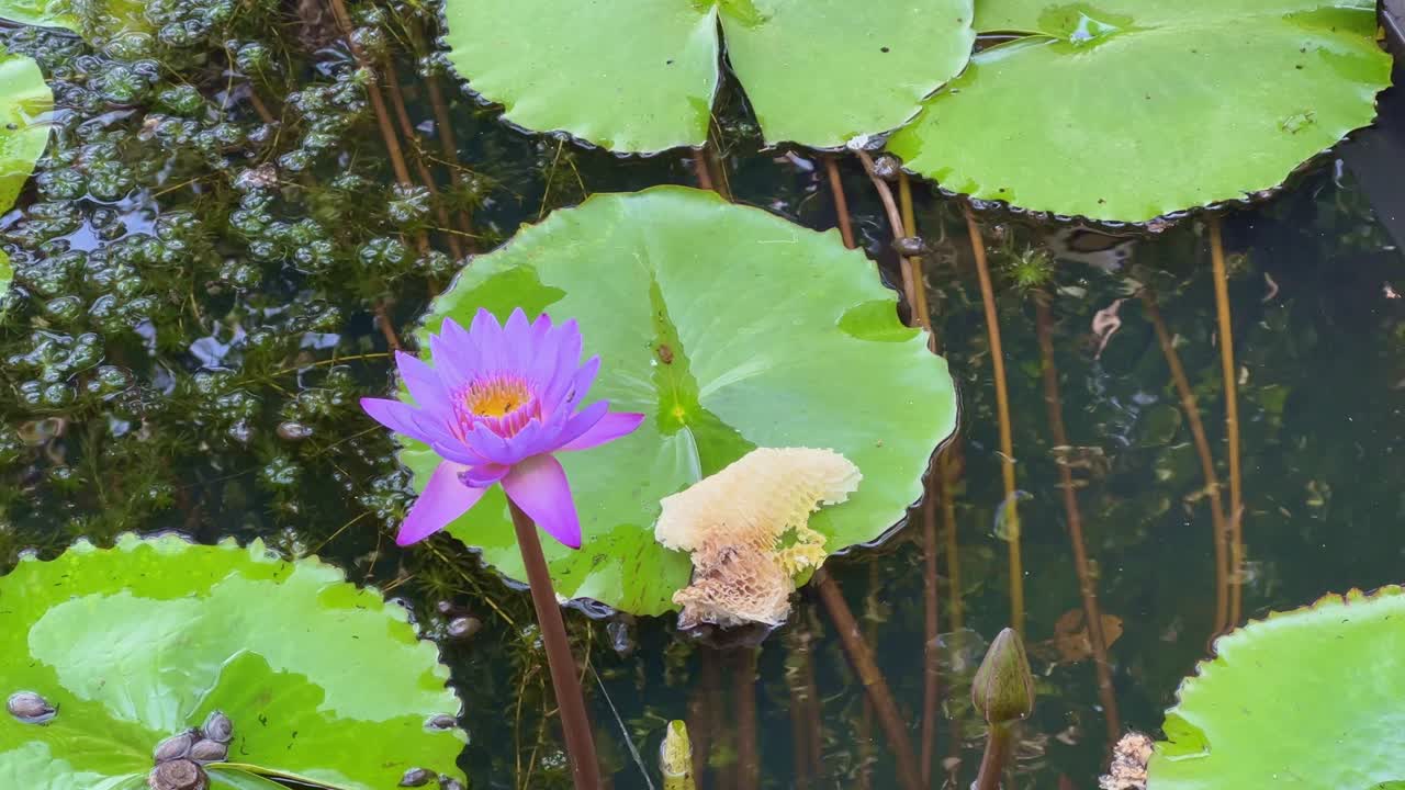 static shot of purple water lilly lotus flower blooming in the pond
