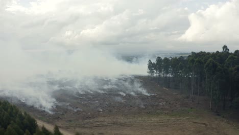 fuego controlado en un bosque