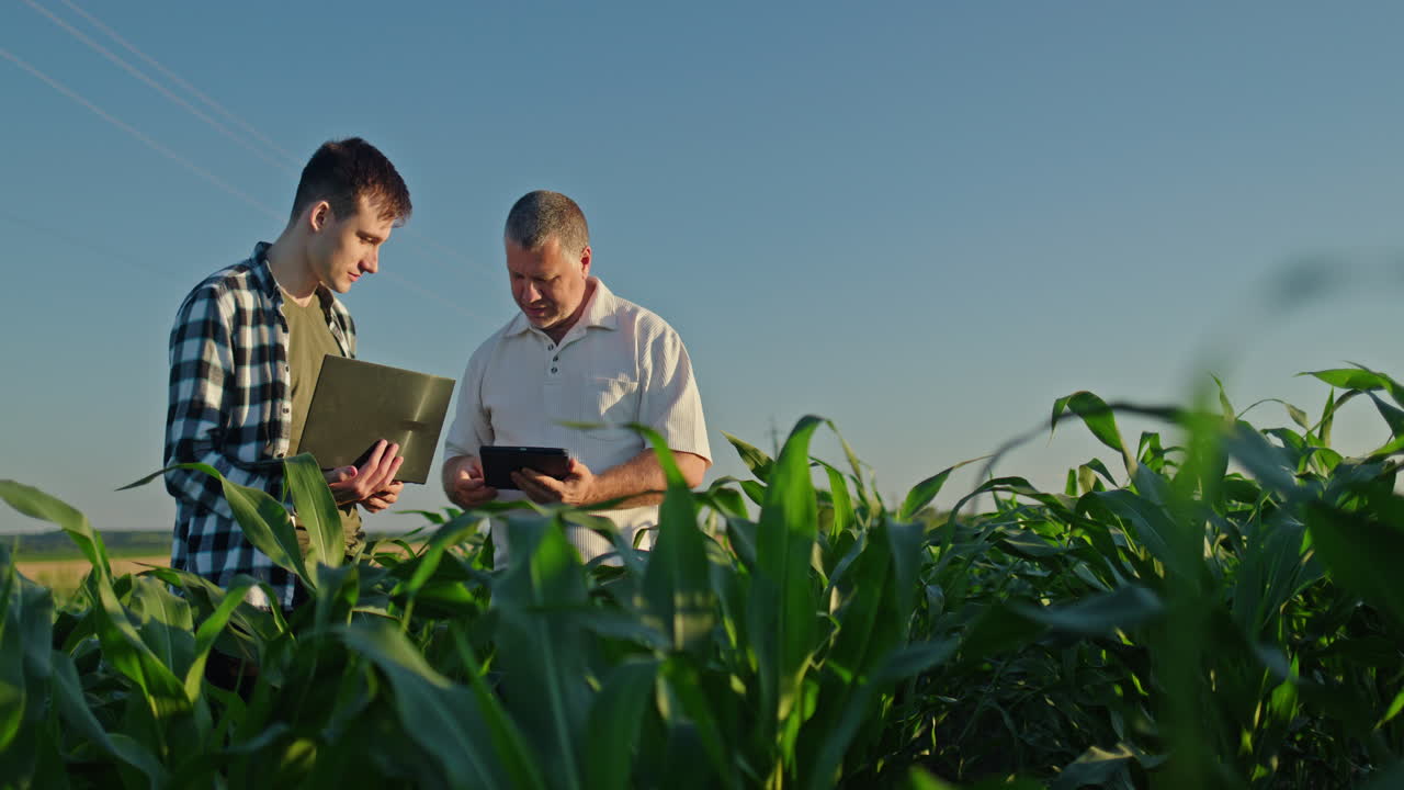 agricultores a inspeccionar as colheitas de milho com um tablet digital