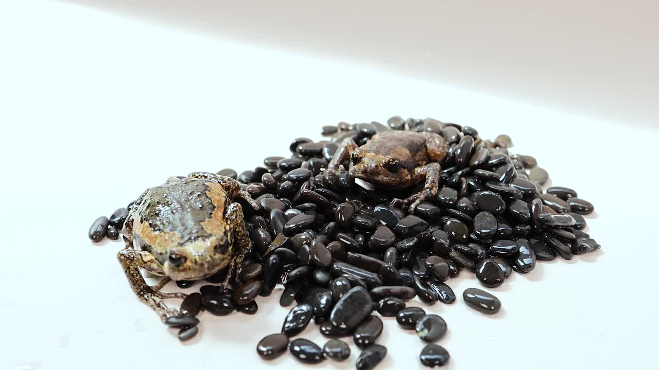 A Thai bullfrog sits on black beans under bright lighting, showcasing its unique texture and colors