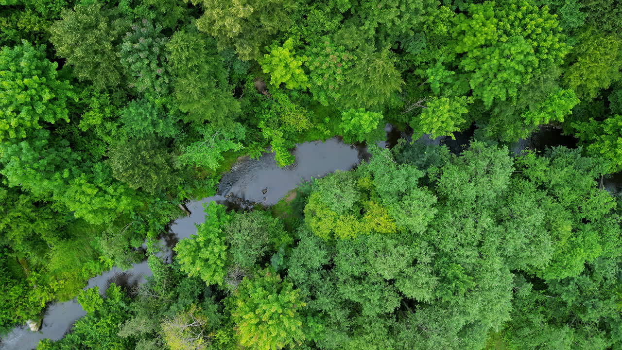 arroyo en el denso dosel de los árboles en el bosque tropical