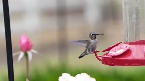 Hummingbirds-are-happy-to-visit-drinking-bowls-near-Sequoia-National-Park,-drink-sugar-syrup