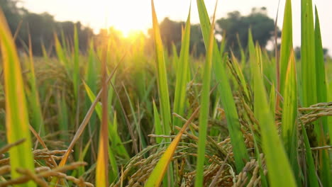 golden hour in a lush rice field