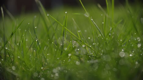 macro ground shot of green wet grass