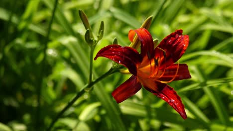 single red lily in the grass.