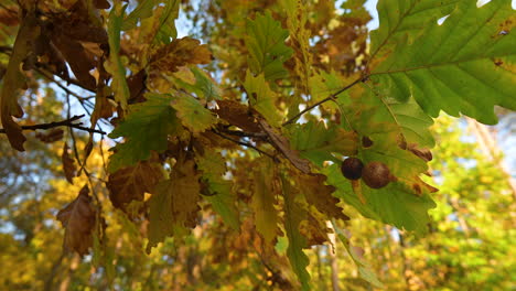 Goldene-Eichenblätter-Mit-Daran-Befestigten-Eicheln,-Ein-Hinweis-Auf-Den-Frühherbst