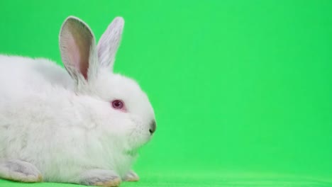 homemade white rabbit on a background of chromakey. bunny on a green background in the studio